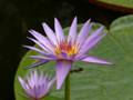 Purple water lily 4
